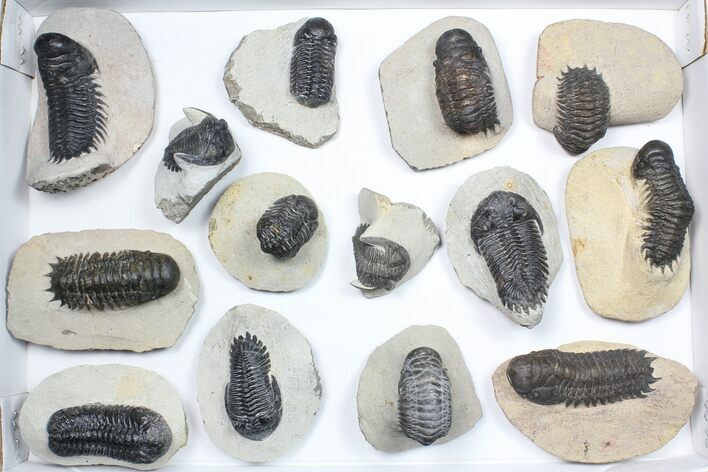 Lot: Assorted Devonian Trilobites - Pieces #84739